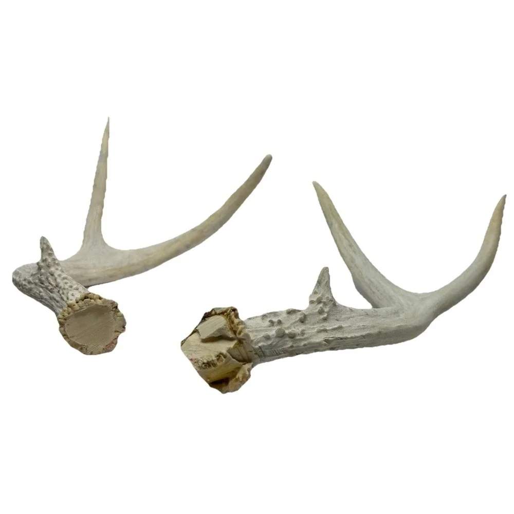 Wild 6 Point‎ Pennsylvania Whitetail Deer Antlers Horns Decor Man Cave Cabin